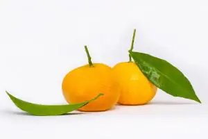 Satsuma oranges